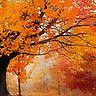 Autumn Canopy - Slideshow